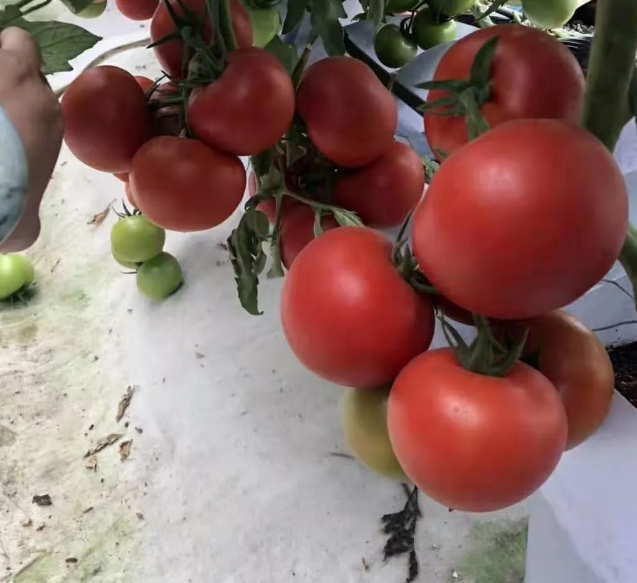 20210417/d180572bc36bea96a71798784d854f58.png 20210417/d180572bc36bea96a71798784d854f58.png